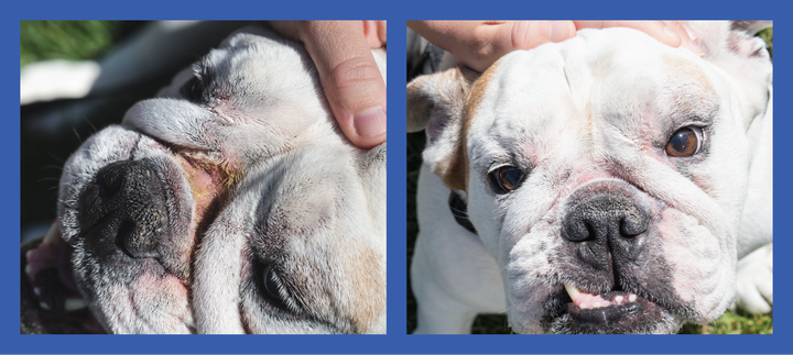 wrinkle paste, wrinkle wipes and ear wipes bundle for wrinkly breed before and after of english bulldog