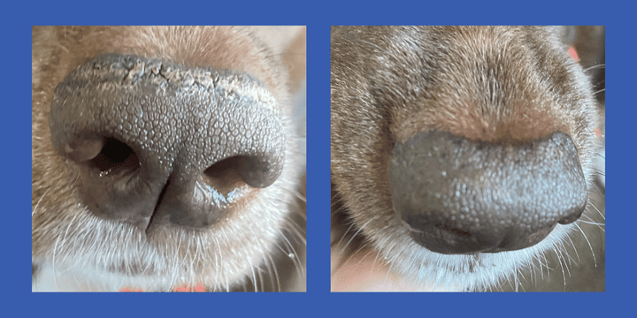 Before and after dog nose hyperkeratosis