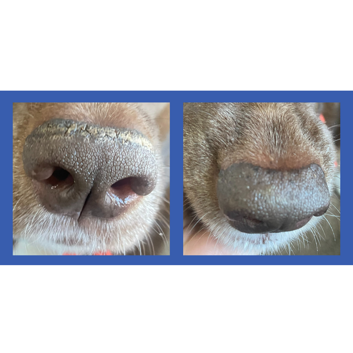 before and after dog nasal hyperkeratosis
