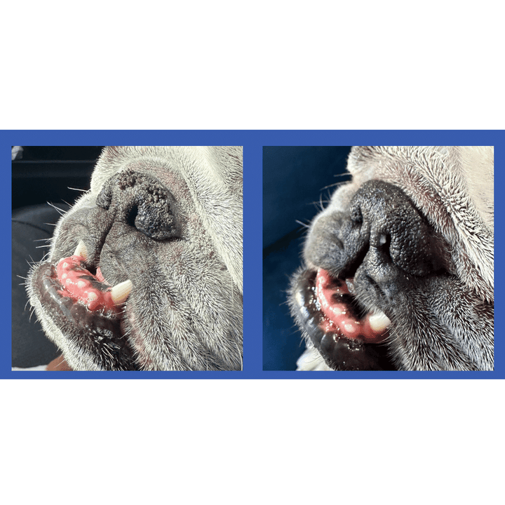 nasal hyperkeratosis on english bulldog nose