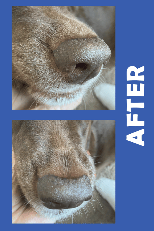 dog nasal hyperkeratosis before & after