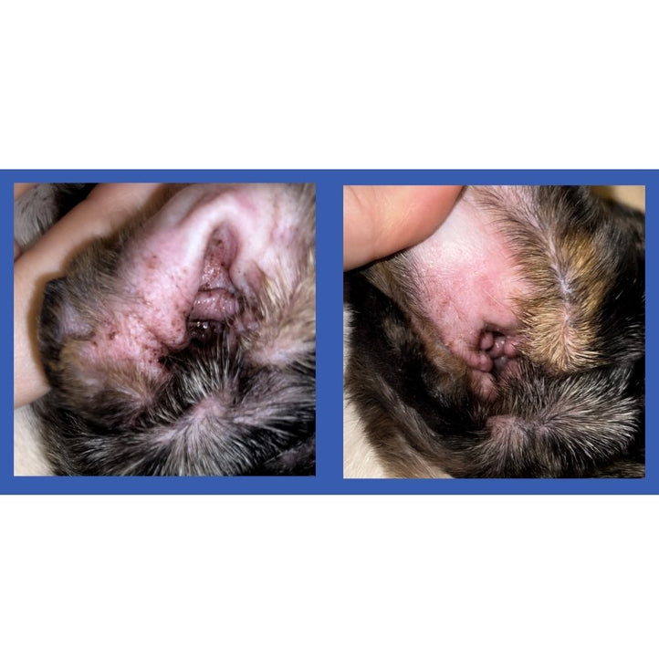 Squishface Dog Ear Wipes Before & After Pic 2