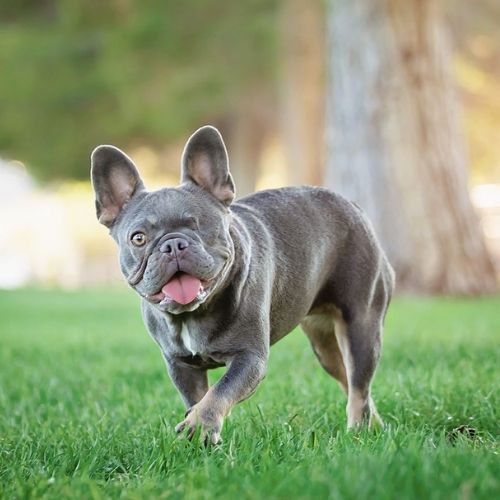 French Bulldog Minnie for Squishface About Us