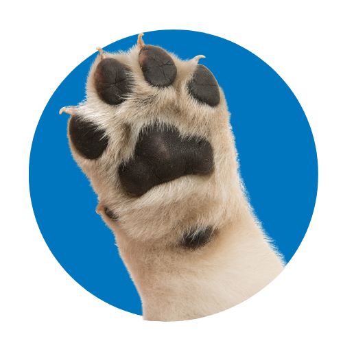 Close-up of a dog's paw against a blue circle background