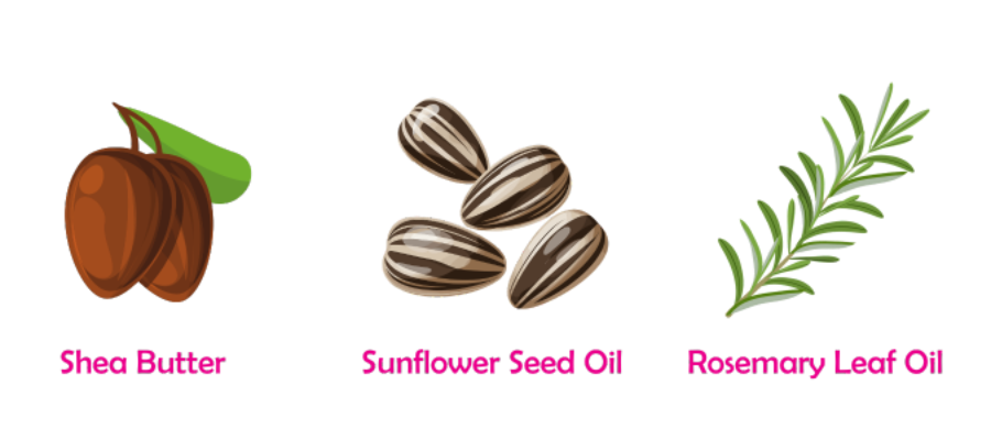 Illustrations of shea butter, sunflower seed oil seeds, and rosemary leaf oil on a white background.