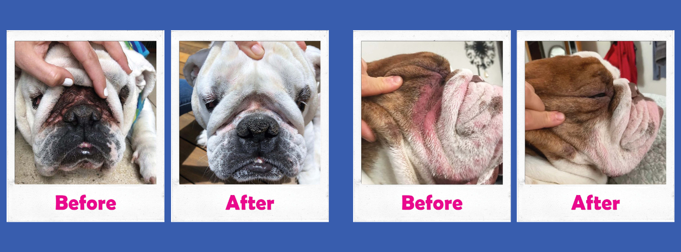 Bulldog Before & After Pics of Dirty Wrinkles