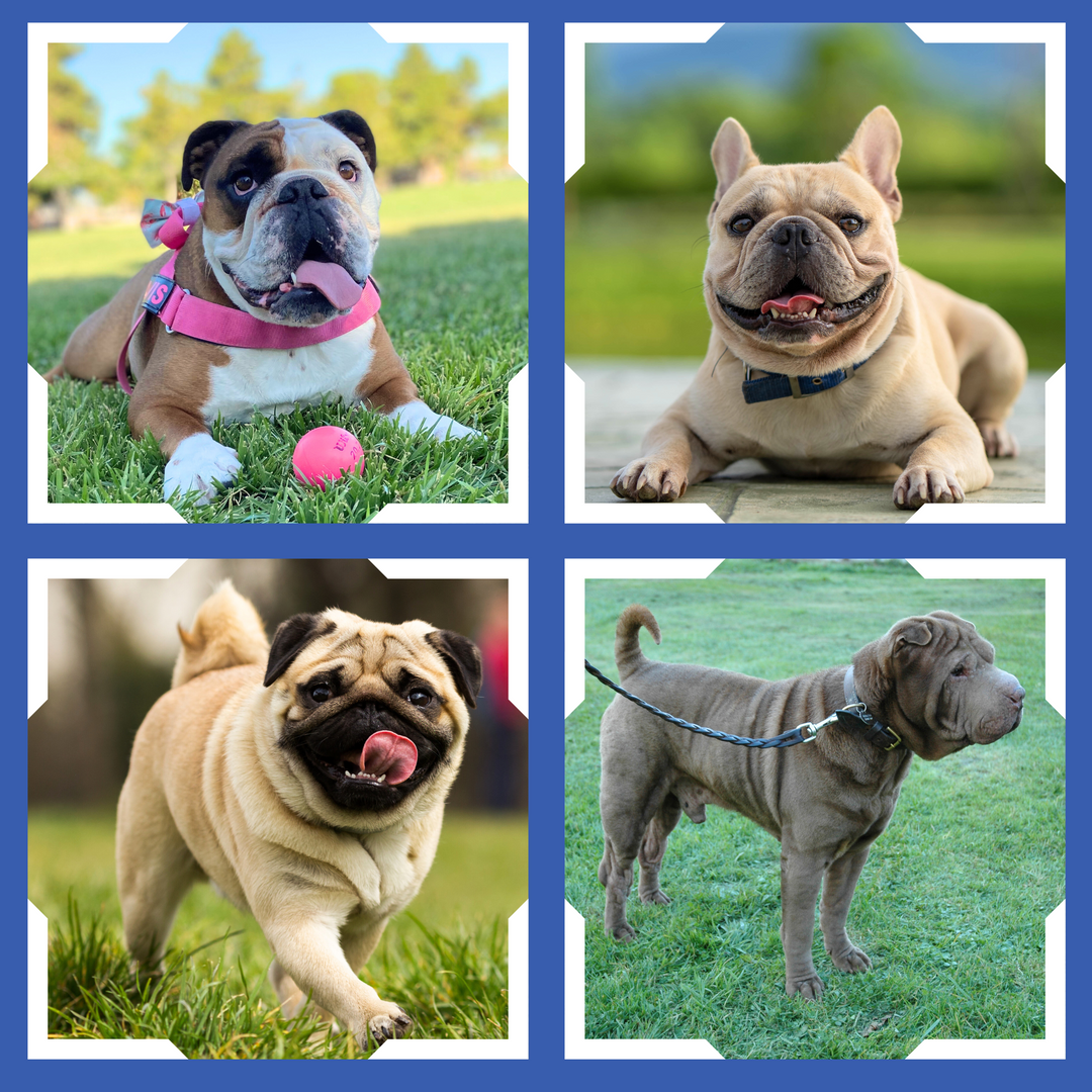 pictures of english bulldogs, frenchies, french bulldogs, pugs and shar peis