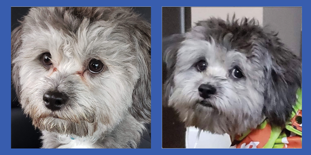 Havanese clearance tear stains