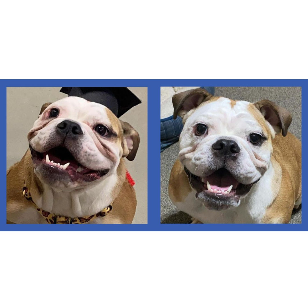 Before & After of Squishface Wrinkle Wipes on Tear Stains