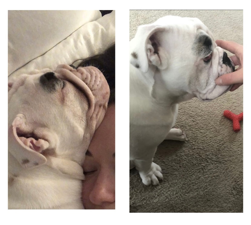 English Bulldog Squishface Wrinkle Paste Tear Stain Before After Pic Image