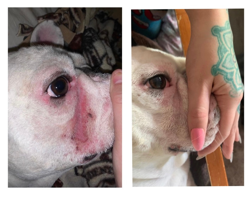 before and after of french bulldog with tear stains