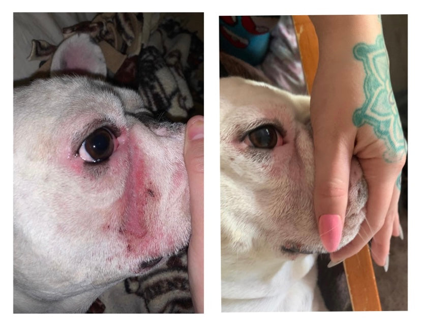 Squishface Wrinkle Wipes Dog Tear Stain Remover Squishface