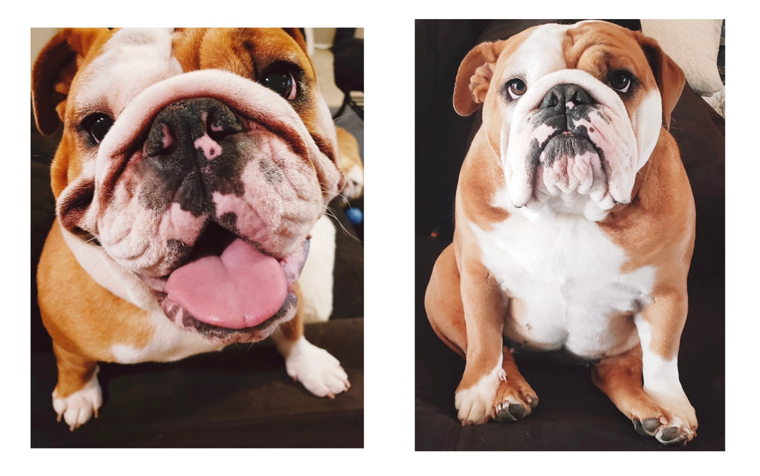 English Bulldog Squishface Wrinkle Wipes Dog Face Before After
