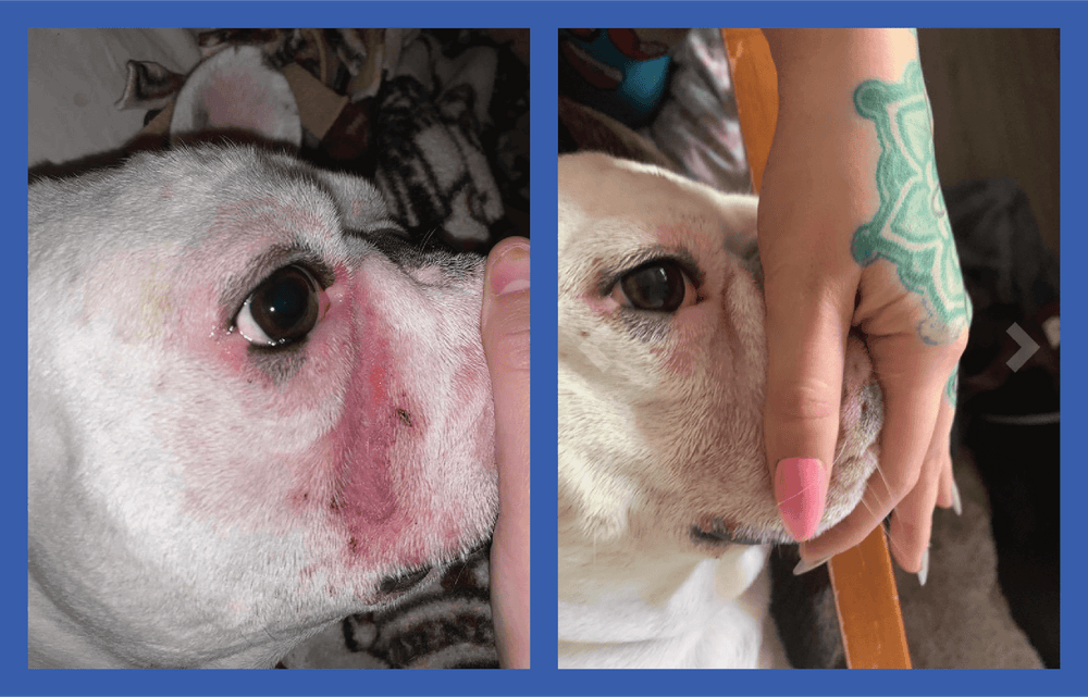 Squishface Wrinkle Paste French Bulldog Frenchie Bully Wrinkle Wrinkles Skinfold Skin Fold Pyoderma Dirty Raw Red Irritated Yeast Infected Infection Before After Photo Pic Pics