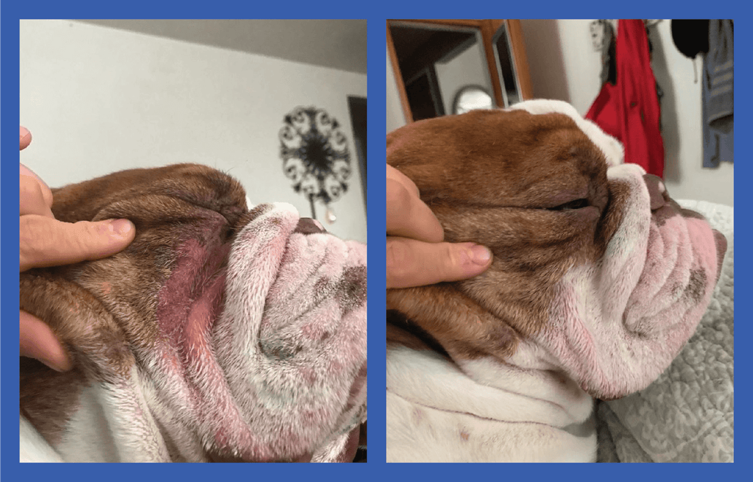 Squishface Wrinkle Paste English Bulldog Bully Nose Rope Wrinkle Wrinkles Tear Stain TearStains TearStaining Tear Staining Skinfold Skin Fold Dirty Raw Red Irritated Yeast Infected Infection Before After Photo Pic Pics