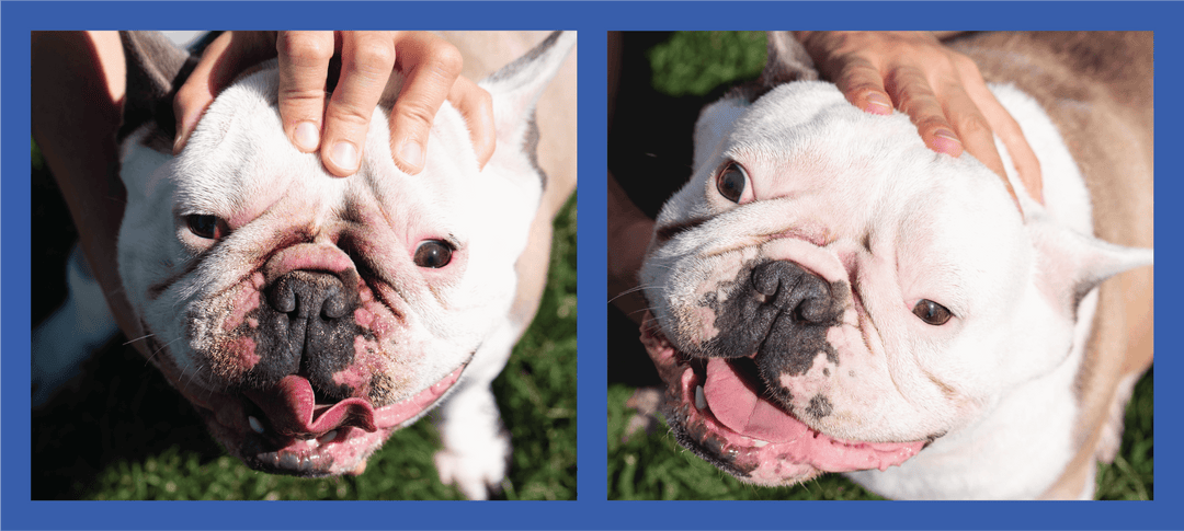 Squishface Wrinkle Paste French Bulldog Frenchie Bully Wrinkle Wrinkles Skinfold Skin Fold Pyoderma Dirty Raw Red Irritated Yeast Infected Infection Before After Photo Pic Pics