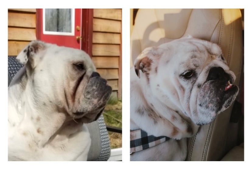Squishface Wrinkle Wipes Dog Pyoderma Tear Stain Staining Before After Results Image Pic