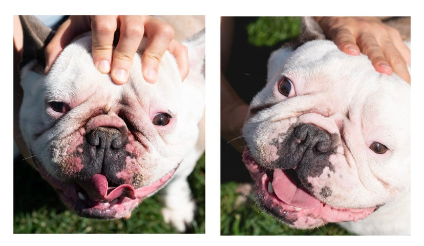 French Buldog Squishface Wrinkle Wipes Dog Skin Fold Before After Pic Image