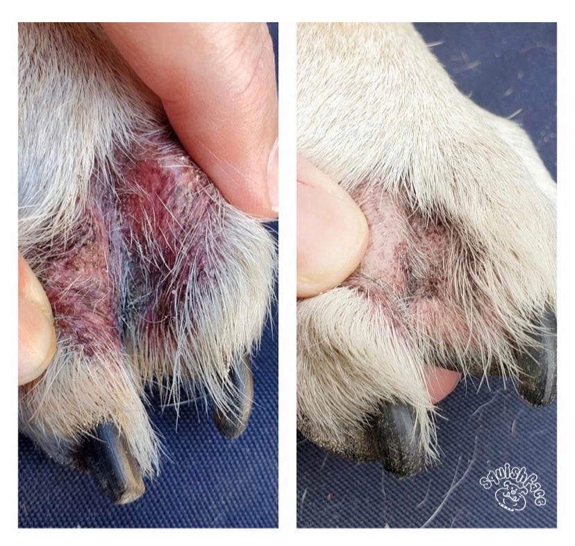 Squishface Wrinkle Wipes Dog Paw Toes Red Irriation Before After Pic Image