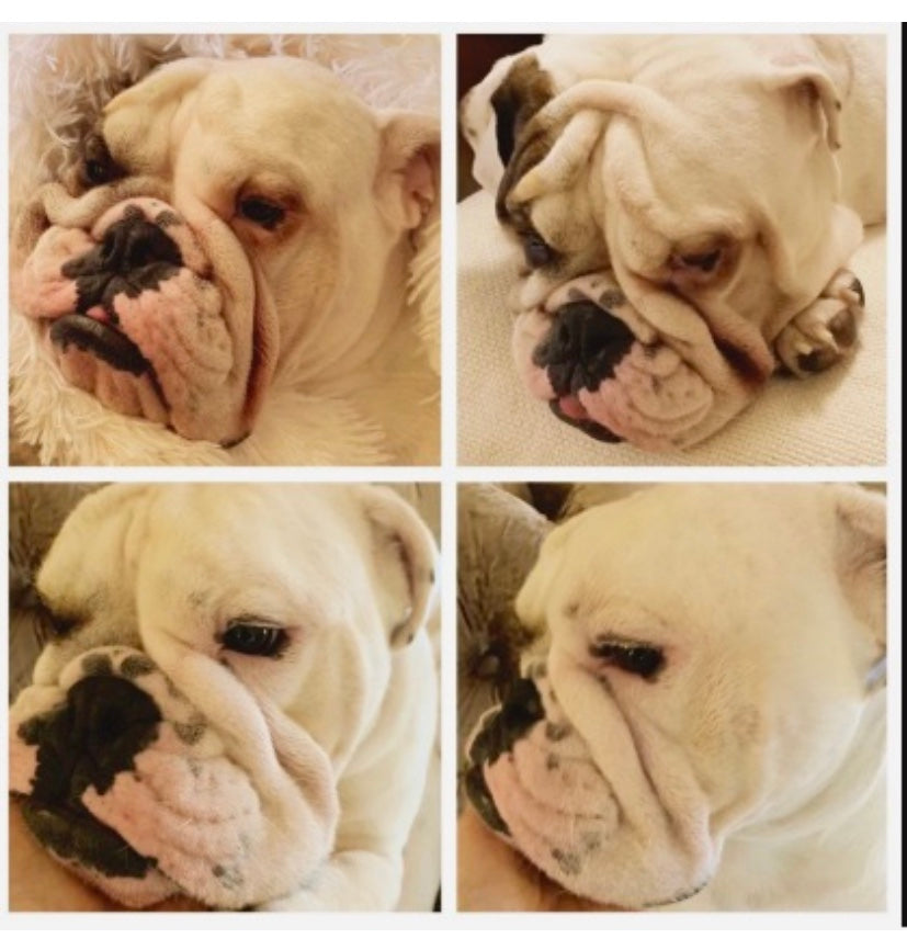 English Bulldog Squishface Wrinkle Wipes Dog Skin Fold Tear Stain Staining Before After Pic Image