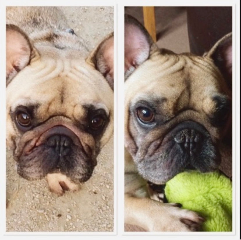 Squishface Wrinkle Wipes French Bulldog Nose Fold Before After