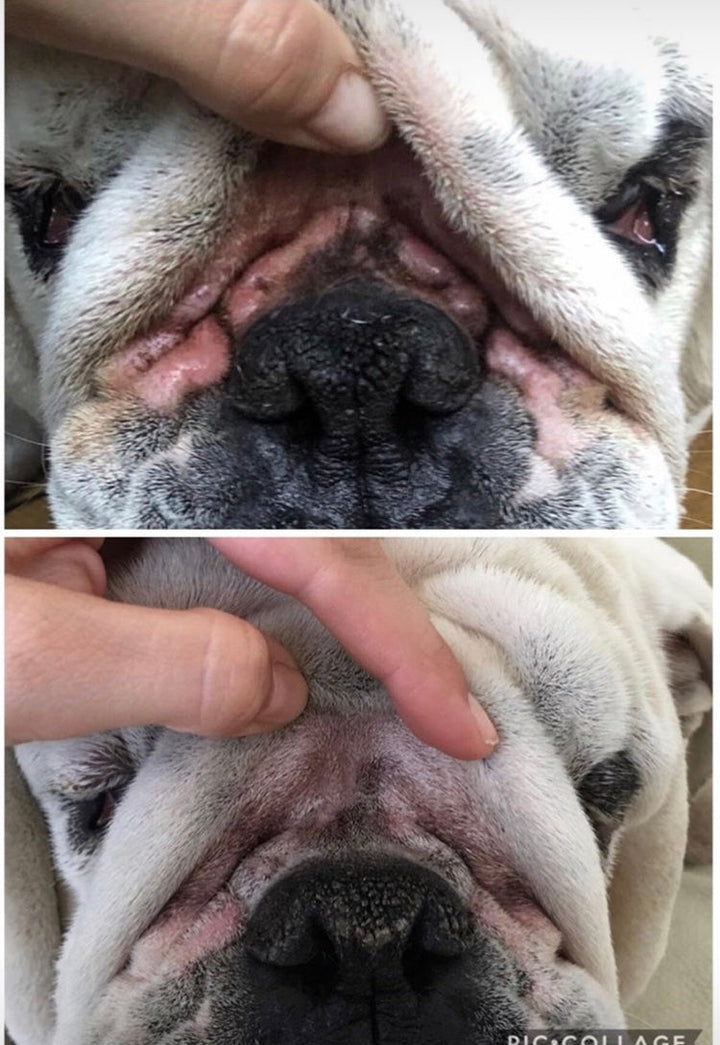 Squishface Wrinkle Wipes 2 Pack - Cleans Wrinkles, Tear Stains and Tail Pockets - Great for Wrinkly Dogs like Bulldogs, Pugs and Frenchies!