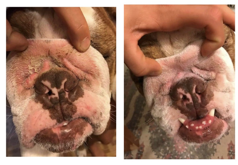 squishface dog wrinkle wipes before and after of infected wrinkle