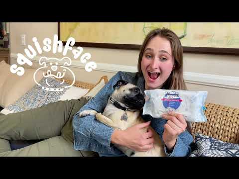 Video How to Use Squishface Wrinkle Wipes  on your wrinkly dog